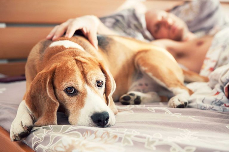 Cheap pet supplies can help you look after the health of your pet